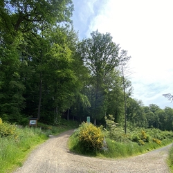 Forstweg (links) am Ende der Buchbitze zum Ingerberg mit Infotafel