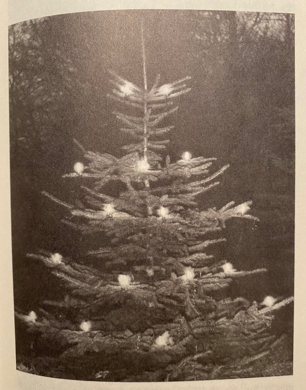 Der Tannenbaum dürfte bei ab 1850 als Christbaum bekannt sein. 