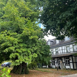 Historischer Marktplatz mit dem Naturdenkmal Femelinde im August 2026