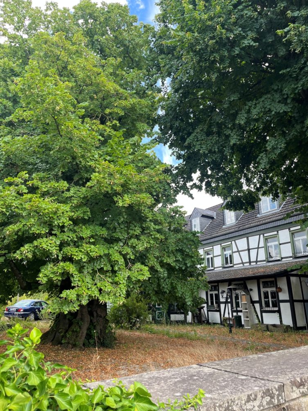 Historischer Marktplatz mit dem Naturdenkmal Femelinde im August 2026